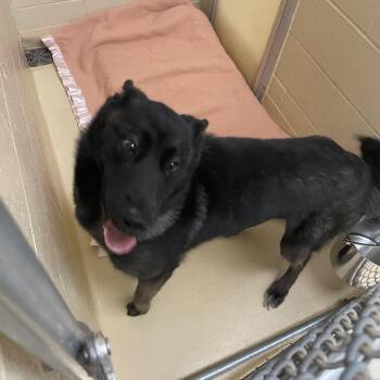 Tanuki -  Mixed Breed Dog for Adoption in Winston-salem, North Carolina - Tanuki | PetCurious