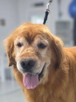 Rambo -  Golden Retriever Dog for Adoption in Bath, Ohio - Rambo | PetCurious