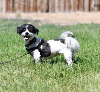 Winnie -  Shih Tzu Dog for Adoption in Union Gap, Washington - Winnie | PetCurious