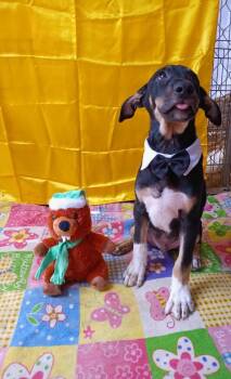 Rescue Jack Russell Terrier Dogs for Adoption in Lake Forest, California - Dylan - (Courtesy Post) Foster Or Adopt Me! | PetCurious