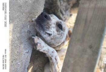 Lancashire Heeler Dogs Available for Adoption in Ville Platte, Louisiana - Donald | PetCurious