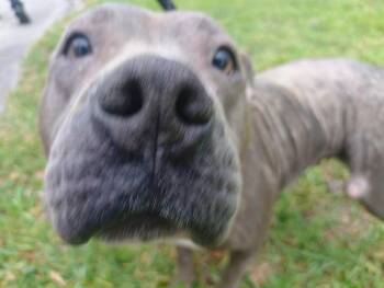 Pit Bull Terrier Dogs Available for Adoption in Fort Lauderdale, Florida - SKY | PetCurious