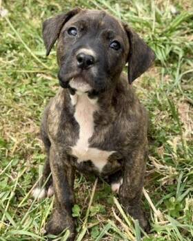 Pit Bull Terrier and Mixed Breed Dogs Available for Adoption in Malvern, Pennsylvania - Marlin | PetCurious
