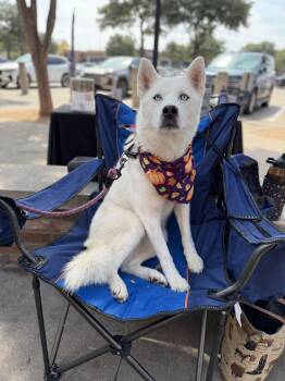 Elodie *Foster Needed* -  Siberian Husky Dog for Adoption in Carrollton, Texas - Elodie *Foster Needed* | PetCurious
