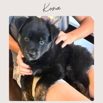 KONA -  Mixed Breed Dog for Adoption in San Juan Capistrano, California - KONA | PetCurious
