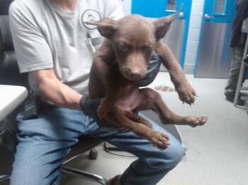 Pit Bull Terrier and Mixed Breed Dogs Available for Adoption - GRANITE | PetCurious