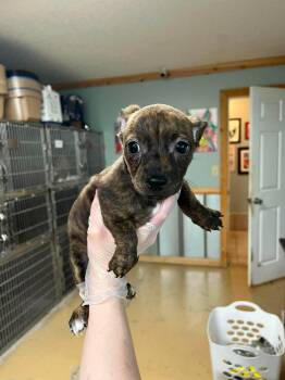 RACHEL -  Chihuahua Dog for Adoption in Pemberton Township, New Jersey - RACHEL | PetCurious