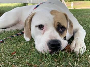 Rescue American Staffordshire Terrier and Beagle Dogs for Adoption in Torrance, California - Daisy Mae | PetCurious