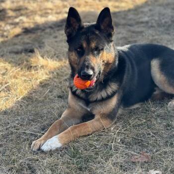 Rescue German Shepherd Dog Dogs for Adoption in Van Horne, Iowa - Gus | PetCurious