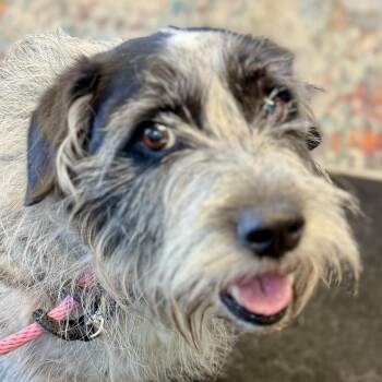 Nellie -  Basset Hound and Terrier Dog for Adoption in Port Barrington, Illinois - Nellie | PetCurious