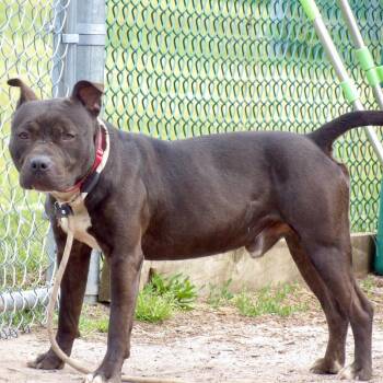 Flik -  Mixed Breed Dog for Adoption in Newark, New Jersey - Flik | PetCurious