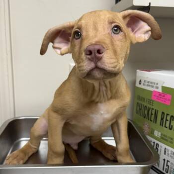 Pit Bull Terrier and Black Mouth Cur Dogs Available for Adoption - TUSC-Stray-83465 | PetCurious
