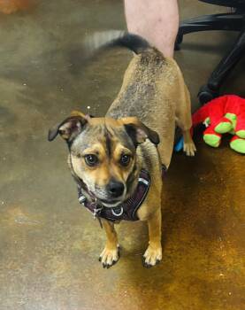 Rescue Terrier and Chihuahua Dogs for Adoption in Council Bluffs, Iowa - Sam | PetCurious