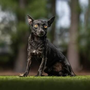 Cliff -  Schipperke and Mixed Breed Dog for Adoption in Jupiter, Florida - Cliff | PetCurious