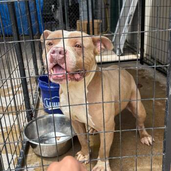 Mixed Breed Dogs Available for Adoption in Lake Jackson, Texas - Keenly | PetCurious