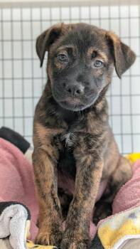 Moose -  Mixed Breed Dog for Adoption in St. Augustine, Florida - Moose | PetCurious