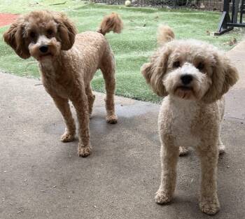 Miniature Poodle Dogs Available for Adoption - BISCUIT AND BOWIE | PetCurious