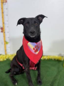 Shepherd and Labrador Retriever Dogs Available for Adoption in Carlsbad, California - Gracie | PetCurious
