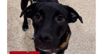 Rescue Pit Bull Terrier Dogs for Adoption in Naranjito, Naranjito - Zeus | PetCurious