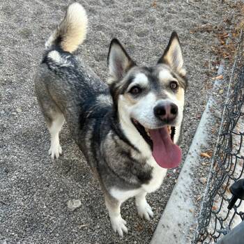 Fable -  Husky Dog for Adoption in Lindon, Utah - Fable | PetCurious