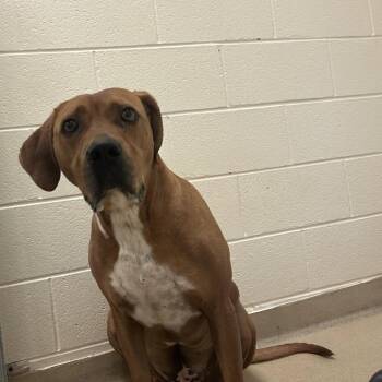 Mace -  Mixed Breed Dog for Adoption in Asheville, North Carolina - Mace | PetCurious