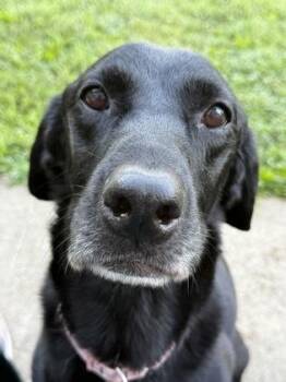 Gypsy Lee -  Mixed Breed Dog for Adoption in Kansas City, Missouri - Gypsy Lee | PetCurious