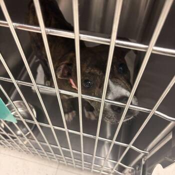 Yankee -  Mixed Breed Dog for Adoption in Davenport, Iowa - Yankee | PetCurious