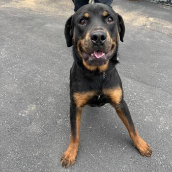 Phoenix -  Rottweiler Dog for Adoption in Philadelphia, Pennsylvania - Phoenix | PetCurious