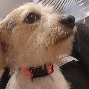 Penelope(Dixie) -  Terrier Dog for Adoption in Evensville, Tennessee - Penelope(Dixie) | PetCurious