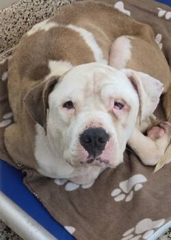 Rescue Pit Bull Terrier and Mixed Breed Dogs for Adoption in Aiken, South Carolina - Freebird 59479 | PetCurious