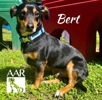 Bert -  Chihuahua and Dachshund Dog for Adoption in Magnolia, Texas - Bert | PetCurious