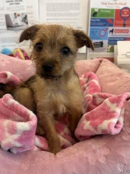 Mixed Breed Dogs Available for Adoption in New Orleans, Louisiana - Jessie | PetCurious