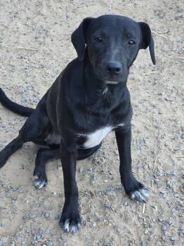 Rescue Mountain Cur Dogs for Adoption in Redfield, Arkansas - Sue Ashcraft | PetCurious