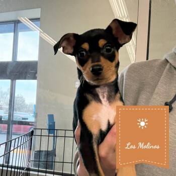 Benito -  Dachshund and Chihuahua Dog for Adoption in Chico, California - Benito | PetCurious