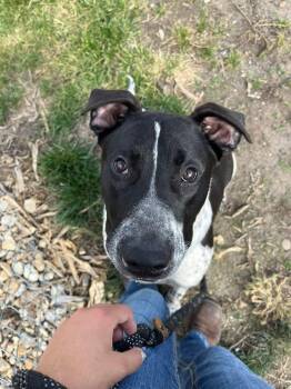 Bodie -  Pointer Dog for Adoption in Hiawatha, Kansas - Bodie | PetCurious