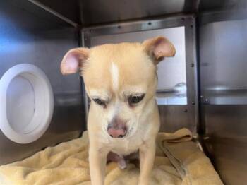 Chihuahua Dogs Available for Adoption - NENE | PetCurious