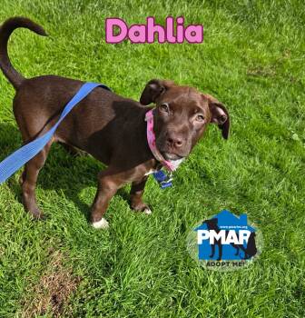 Dahlia -  Pit Bull Terrier Dog for Adoption in Binghamton, New York - Dahlia | PetCurious