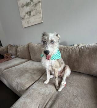 OAKLEY (MN) -  Catahoula Leopard Dog Dog for Adoption in Klein, Texas - OAKLEY (MN) | PetCurious