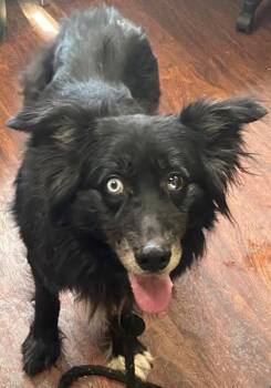 Border Collie and Mixed Breed Dogs Available for Adoption in Blue Ridge, Georgia - Wilson | PetCurious