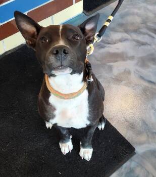 Rescue Terrier Dogs for Adoption in Pontiac, Michigan - Huxley | PetCurious