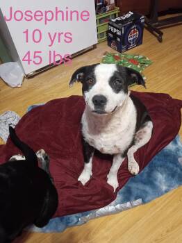 Josephine -  Border Collie Dog for Adoption in Welling, Oklahoma - Josephine | PetCurious