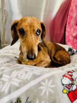 Elijah -  Dachshund Dog for Adoption in Scottsdale, Arizona - Elijah | PetCurious