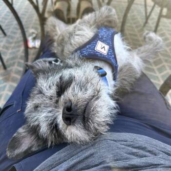 Border Terrier Dogs Available for Adoption - Eggo | PetCurious