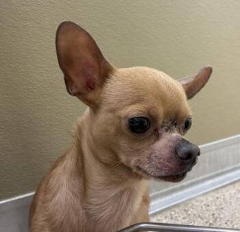 Tide -  Mixed Breed Dog for Adoption in Lafayette, Indiana - Tide | PetCurious