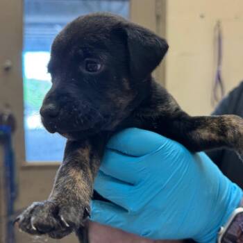 Milly -  Shepherd and Retriever Dog for Adoption in Birmingham, Alabama - Milly | PetCurious