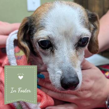 Susan -  Beagle Dog for Adoption in Chico, California - Susan | PetCurious