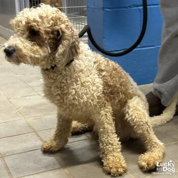 Poodle Dogs Available for Adoption in Washington, District Of Columbia - Otis | PetCurious