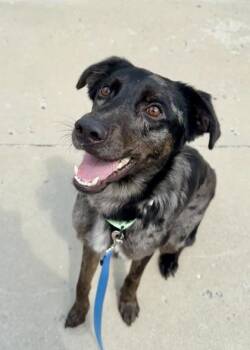 Merle Haggard -  Mixed Breed Dog for Adoption in Morristown, New Jersey - Merle Haggard | PetCurious