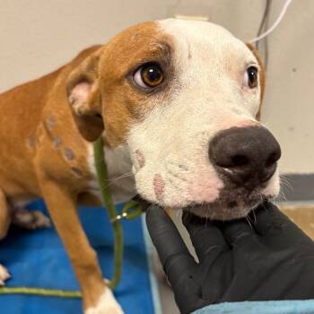 Jamarcus -  Mixed Breed Dog for Adoption in Yuma, Arizona - Jamarcus | PetCurious
