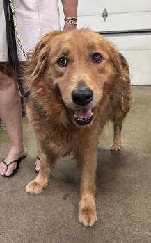 Chewie CA -  Retriever and Shepherd Dog for Adoption in Hillside, Illinois - Chewie CA | PetCurious